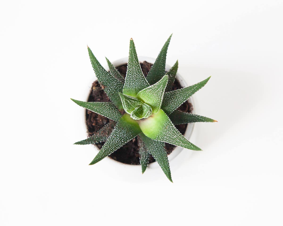 Aloe Vera als Schlafzimmerpflanze