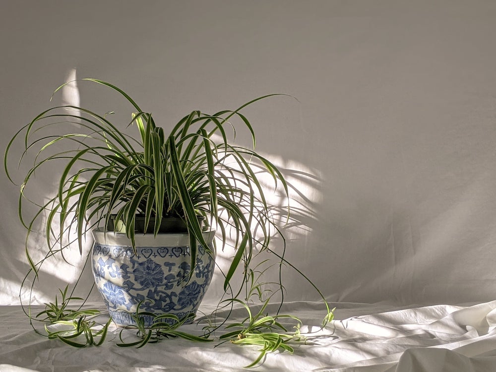 Grünlilie als Schlafzimmerpflanze